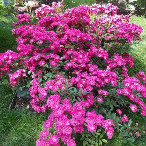Fialová - Stromková růže s drobnými květy - stromková růže s keřovitým tvarem koruny